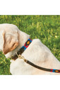 2023 Weatherbeeta Polo Leather Dog Collar 10016990 - Cowdray Brown / Pink / Blue / Yellow